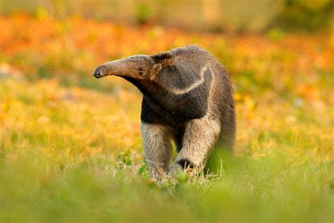  A Lenda do Tamanduá – Uma Sinfonia de Natureza Selvagem e Nostalgia nostálgica